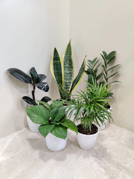 Indoor Plants