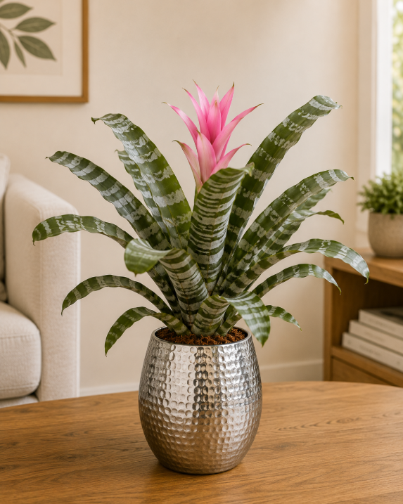 Bromeliad Silver Vase - Aechmea fasciata