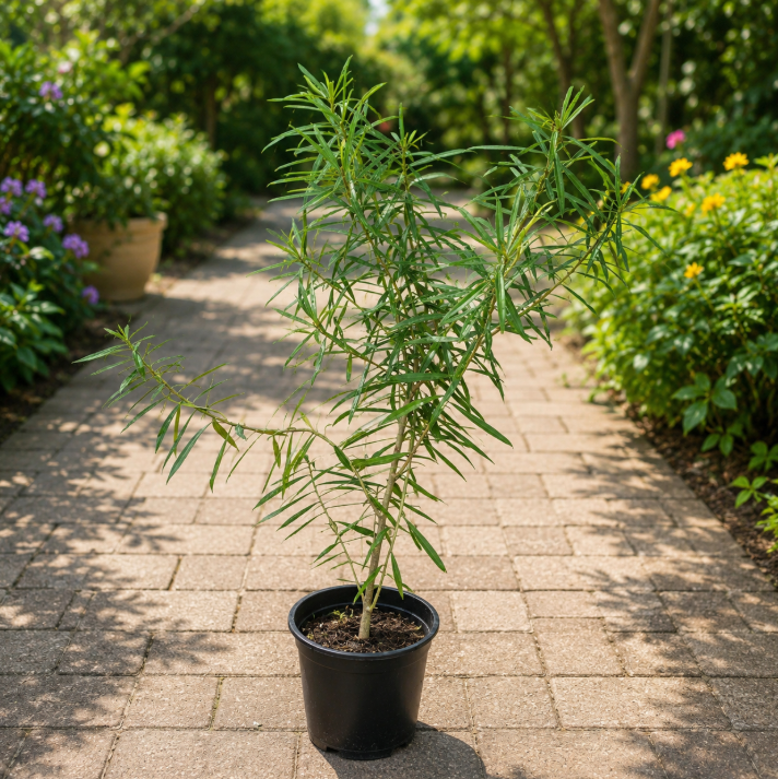 Yellow Oleander Plant