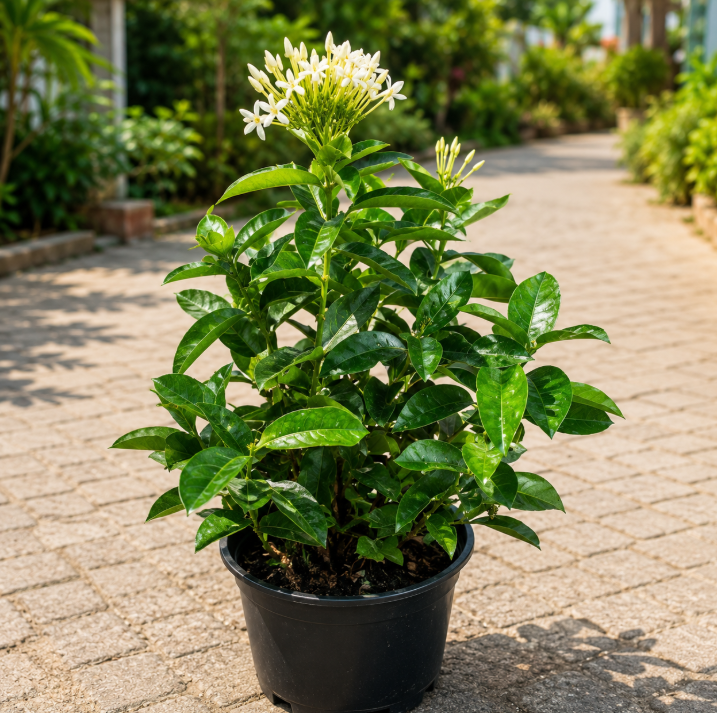 Ixora Coccinea White