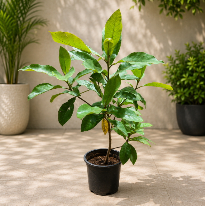 Thailand Almond