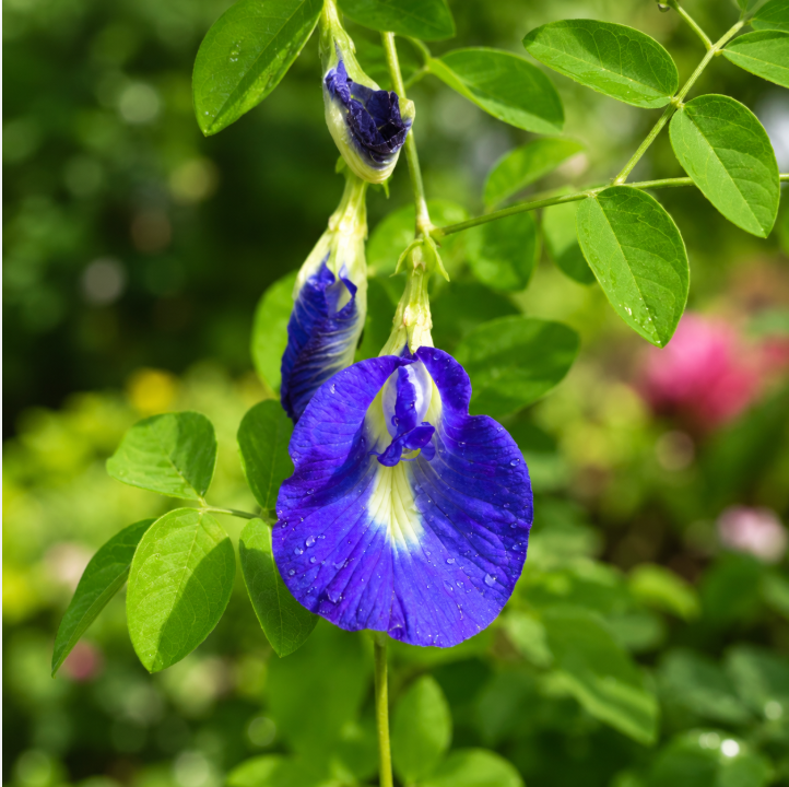 Butterfly Flower Pea Seeds