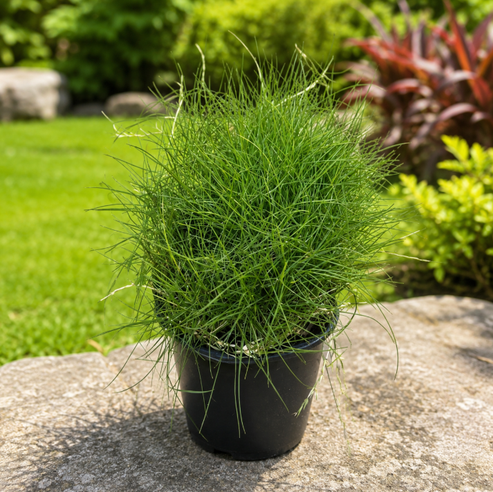 Zoysia Tenuifolia or Korean Lawn Grass