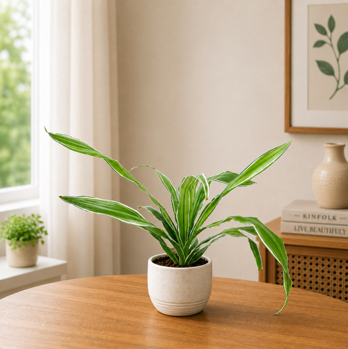 Dracaena White Stripe Head