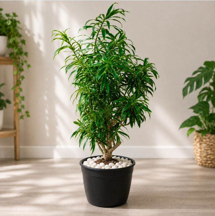 Dracaena Reflexa Song