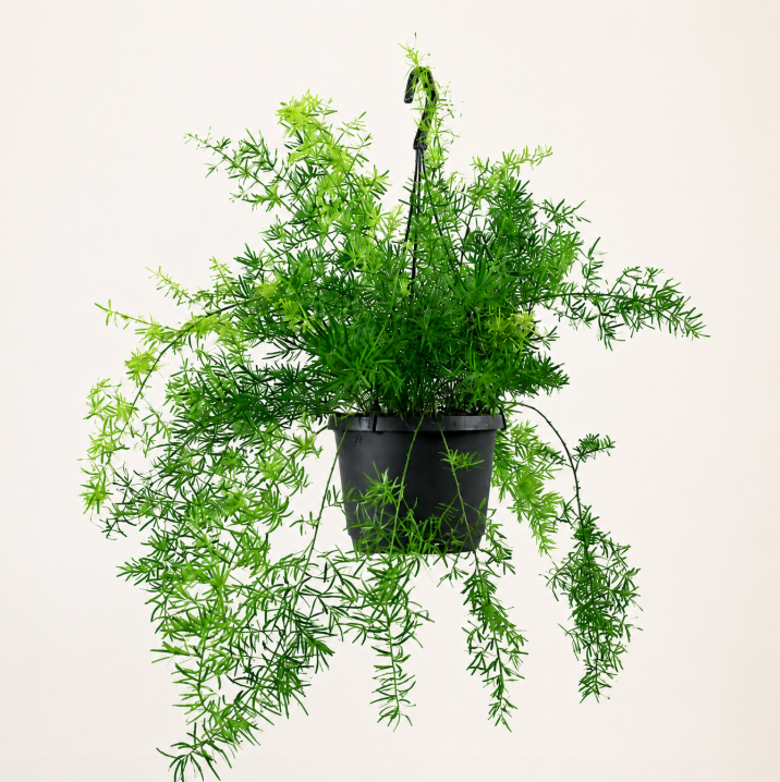 Asparagus Fern Hanging - Asparagus Densiflorus 'Srengeri'