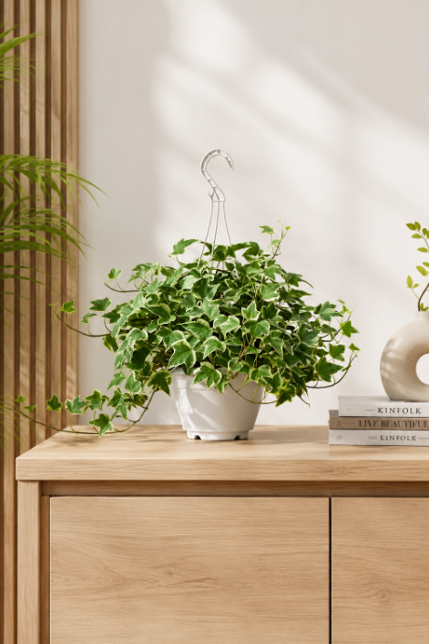 Hedera Helix Variegated Hanging China