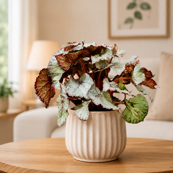 Begonia Silver Splash