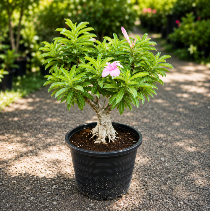 Desert Rose Pink