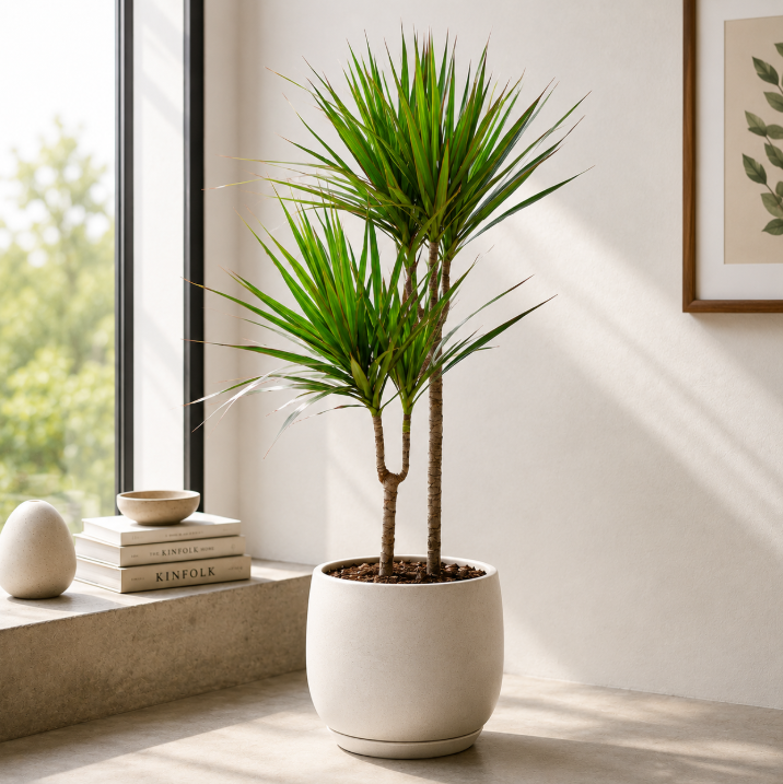 Dracaena Marginata