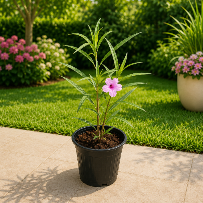 Ruellia Small