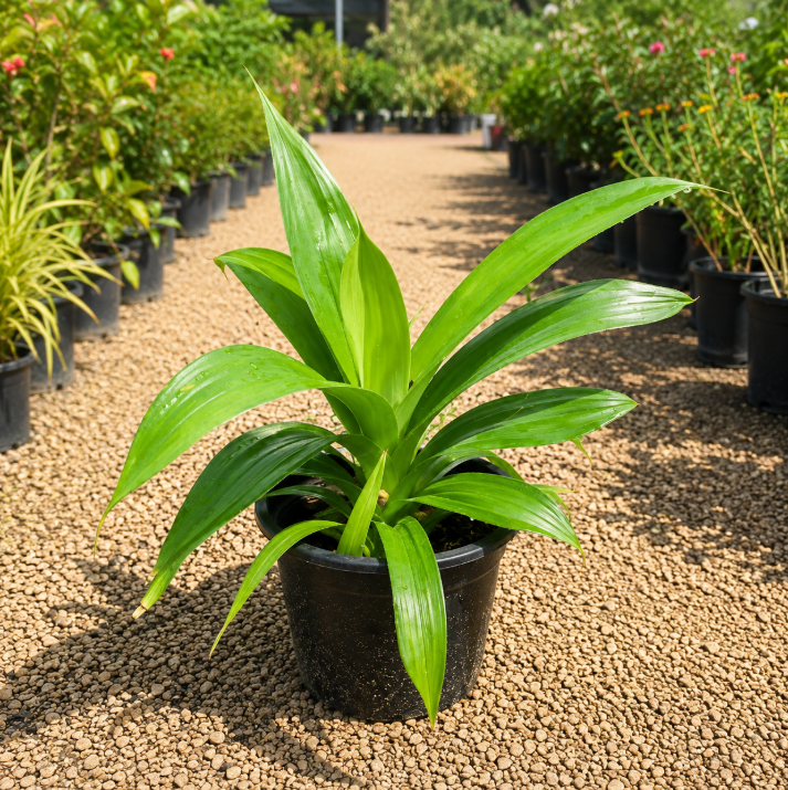 Pandanus Dubius