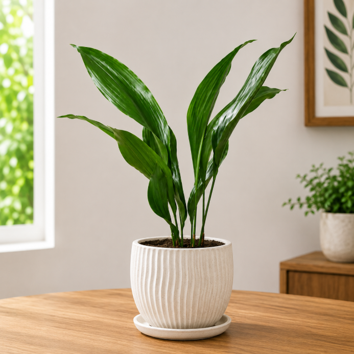 Cast Iron Plant