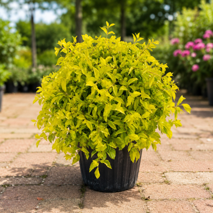 Duranta Repens Gold