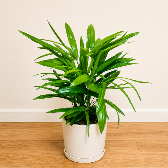 Raphis Palm - Rhapis excelsa