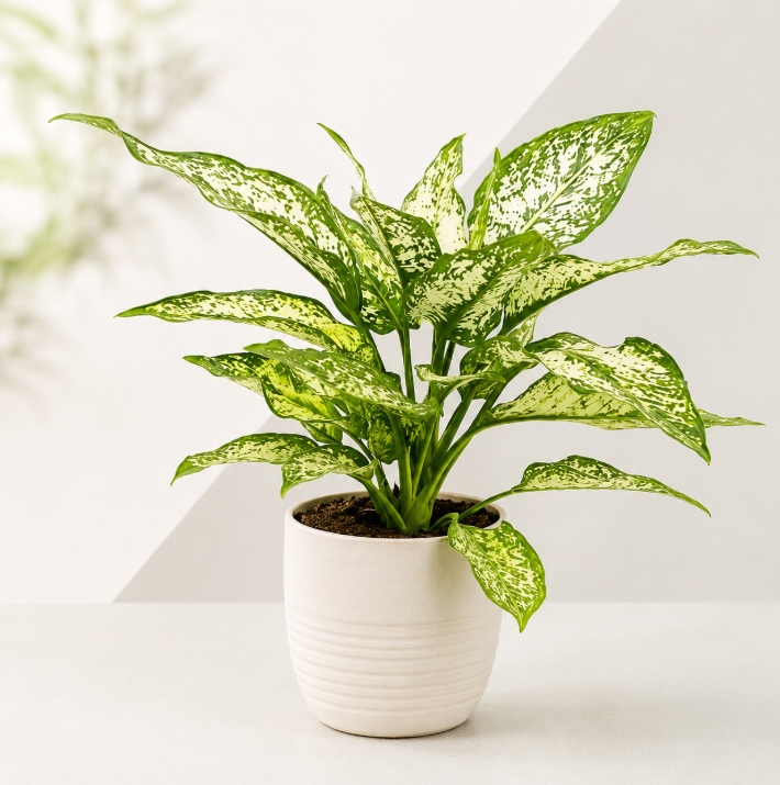 Dieffenbachia White Etna China