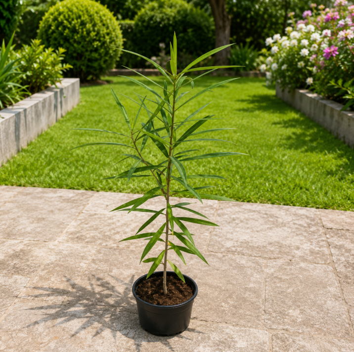 Yellow Oleander Mini