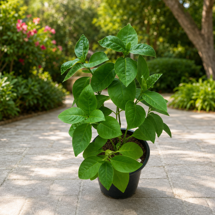 Eranthemum Green