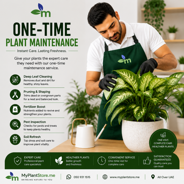 One Time Indoor Plant Maintenance Package