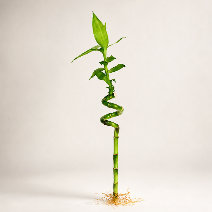 Lucky Bamboo Stick Single