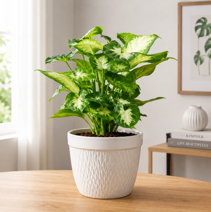 Dieffenbachia Camilla