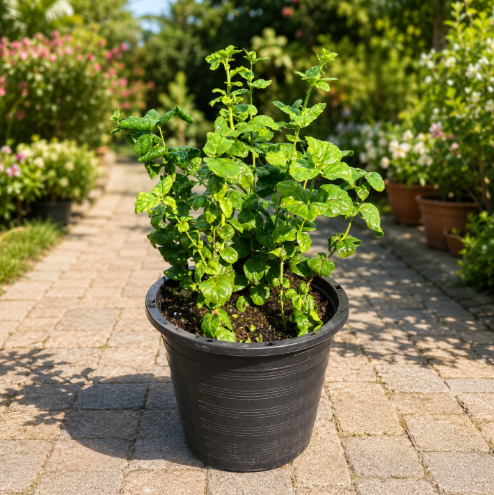 Labnani Jasmine