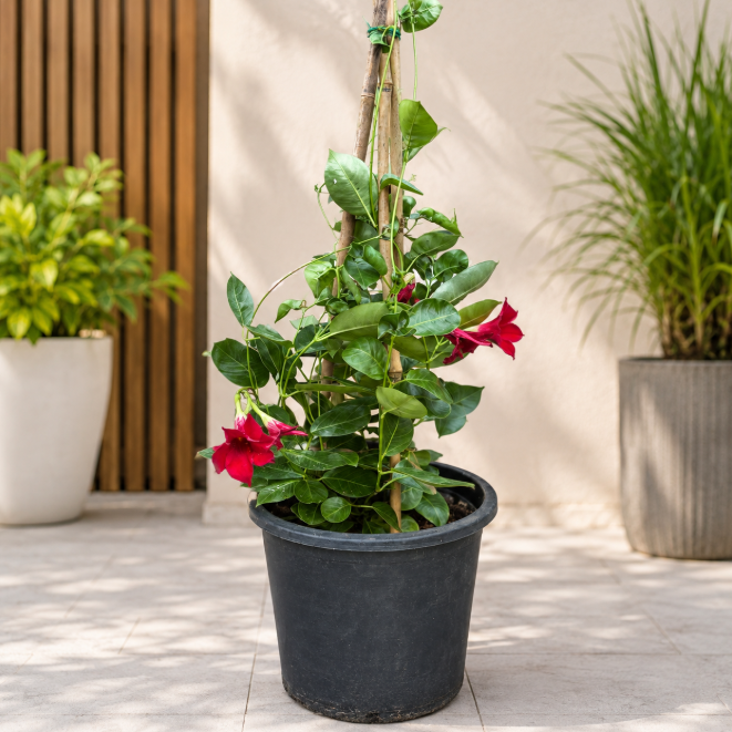 Brazilian Jasmine