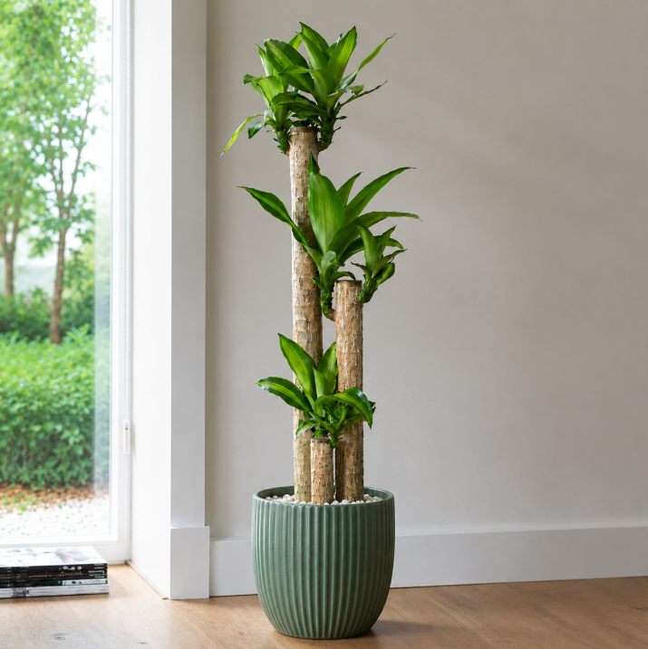 Dracaena Massangeana Tall