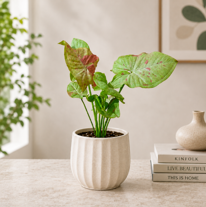 Syngonium Milk Confetti Mini