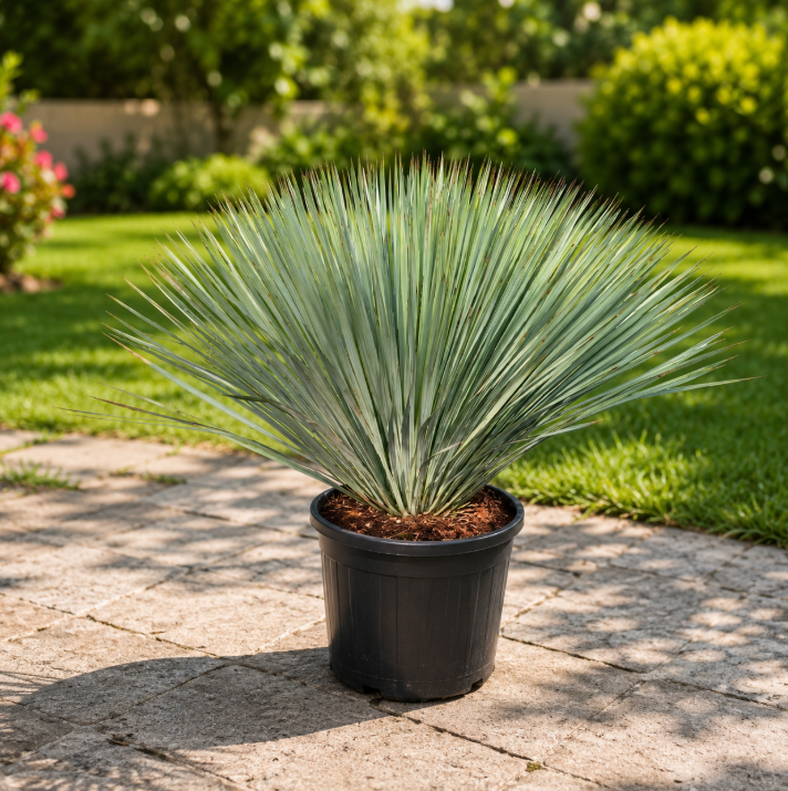 Beaked Yucca