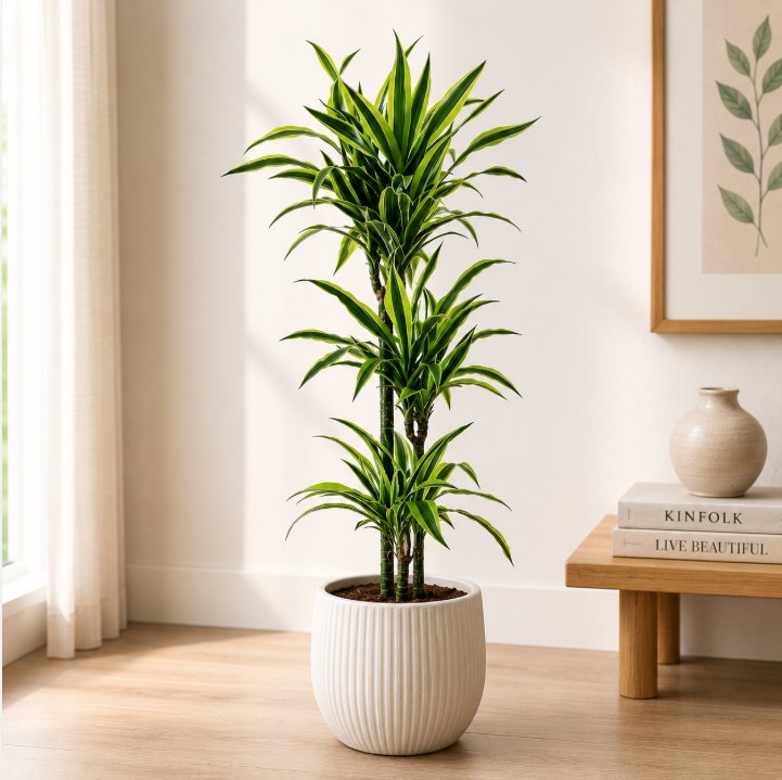 Dracaena Lemon Lime