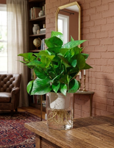 Green Pothos Self Watering - Pothos