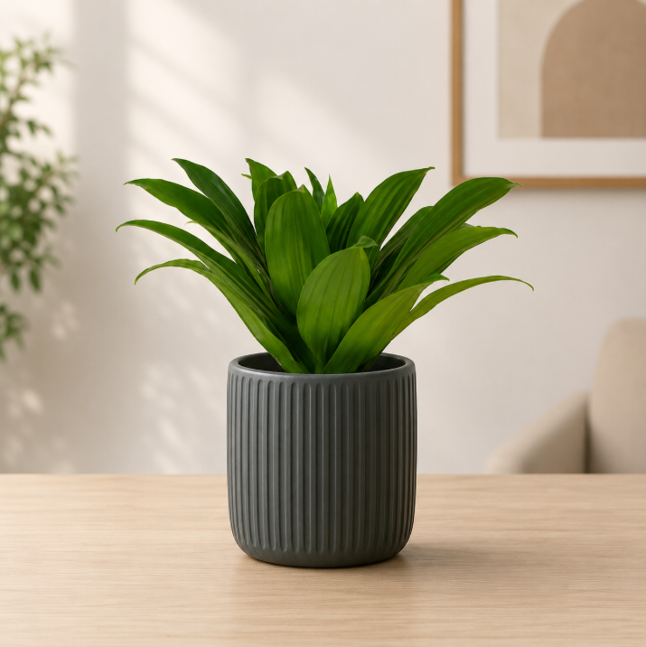 Dracaena Compacta Small