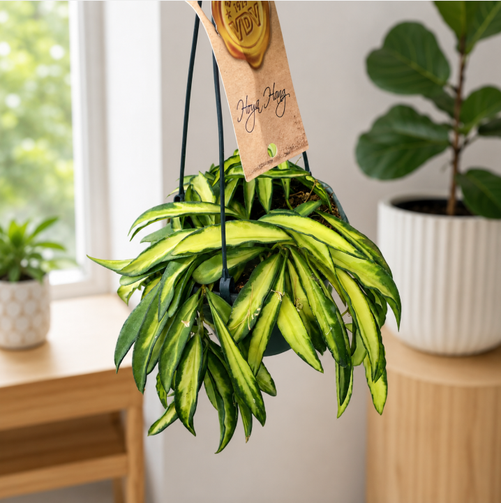 Hoya Wayetii Hanging