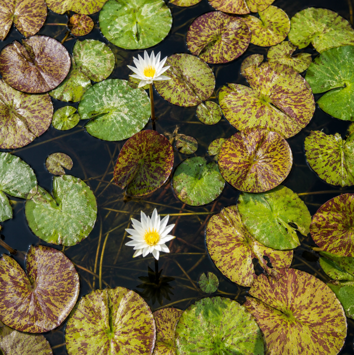 White Water Lily