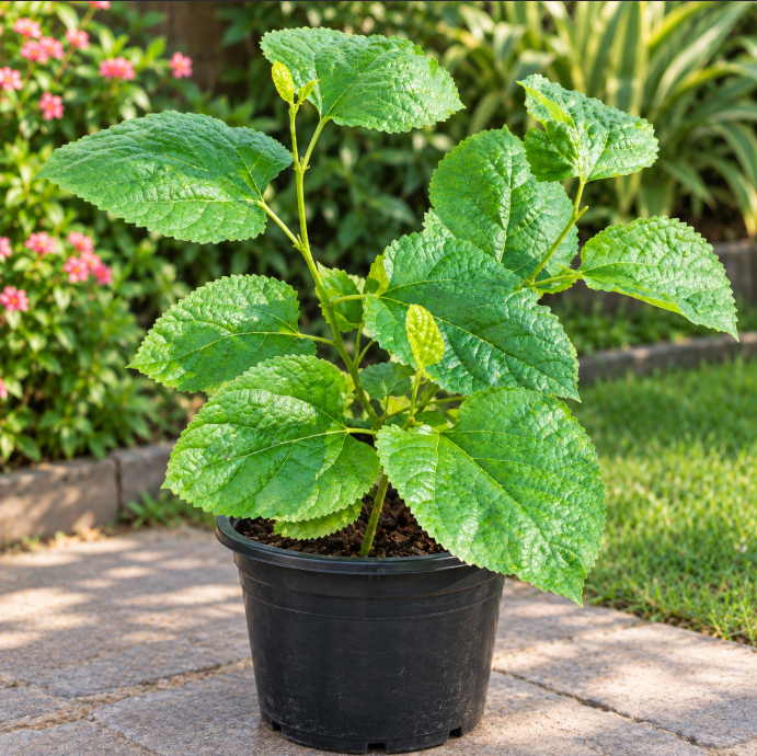 Mulberry Plant